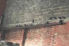 UCCELLI-MONDORAPACI-CIRIE-026-1920w