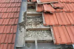 UCCELLI-MONDORAPACI-CIRIE-033-1920w