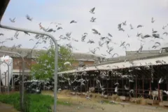 UCCELLI-MONDORAPACI-CIRIE-036-1920w