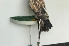 UCCELLI-MONDORAPACI-CIRIE-039-1920w