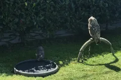 UCCELLI-MONDORAPACI-CIRIE-048-1920w