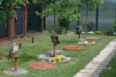 UCCELLI-MONDORAPACI-CIRIE-015-1920w