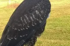 UCCELLI-MONDORAPACI-CIRIE-021-1920w