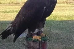 UCCELLI-MONDORAPACI-CIRIE-022-1920w