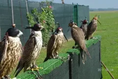 UCCELLI-MONDORAPACI-CIRIE-024-1920w