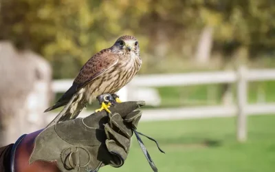 Scuola falconeria