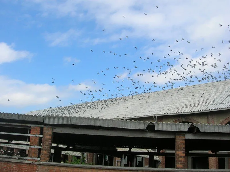 Allontanamento volatili in siti industriali e civili